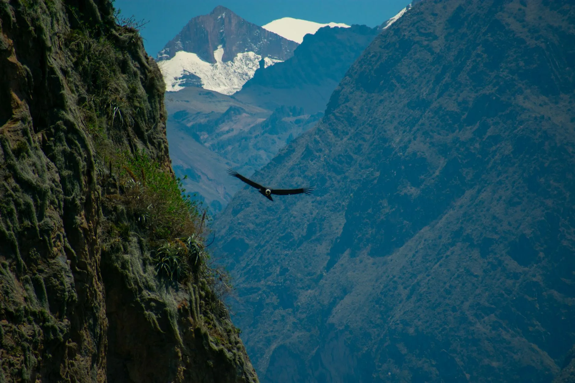 Vue panoramique du Canyon del Colca avec ses flancs escarpés et ses terrasses agricoles incas, Pérou