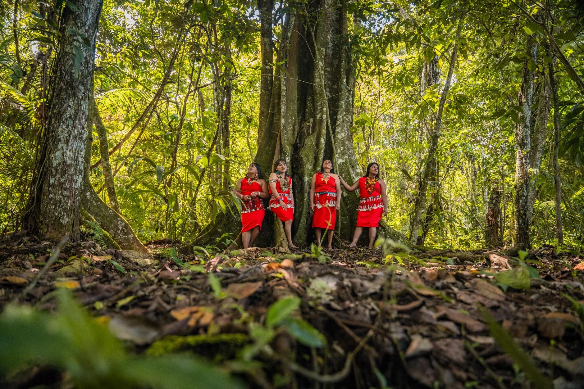 Les écolodges en Amazonie : l'expérience unique